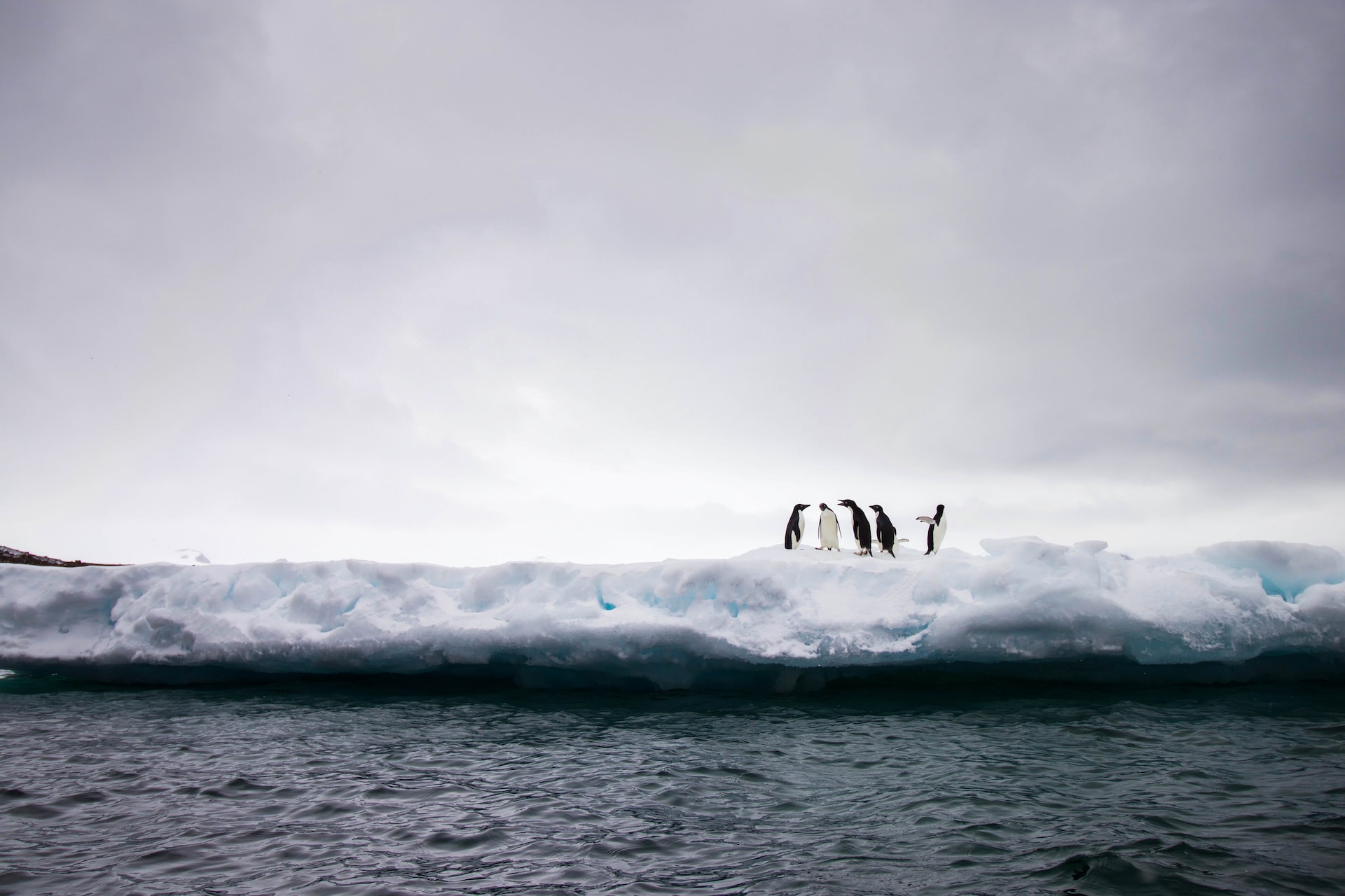Explore Majestic Antarctica!