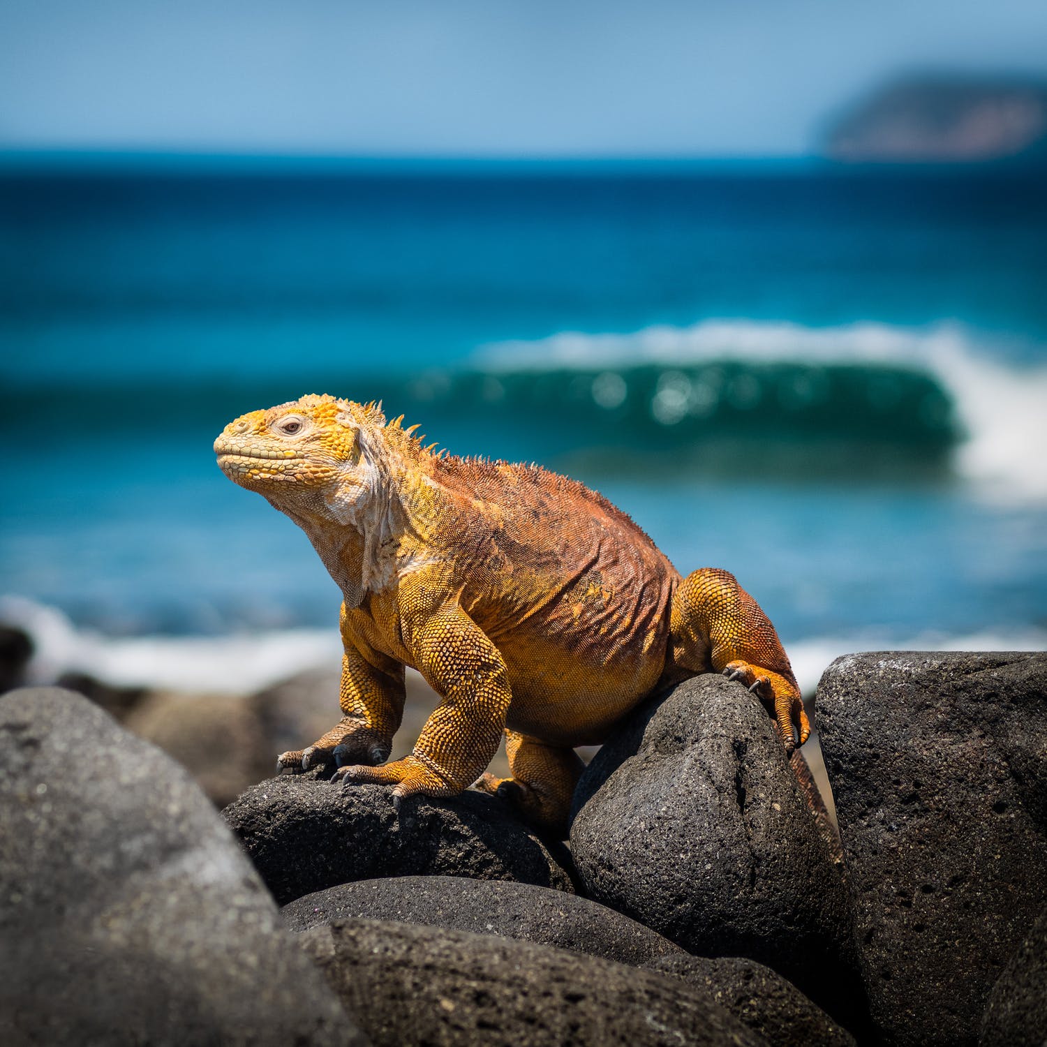 20% off Galapagos Vacations + Free Flights!