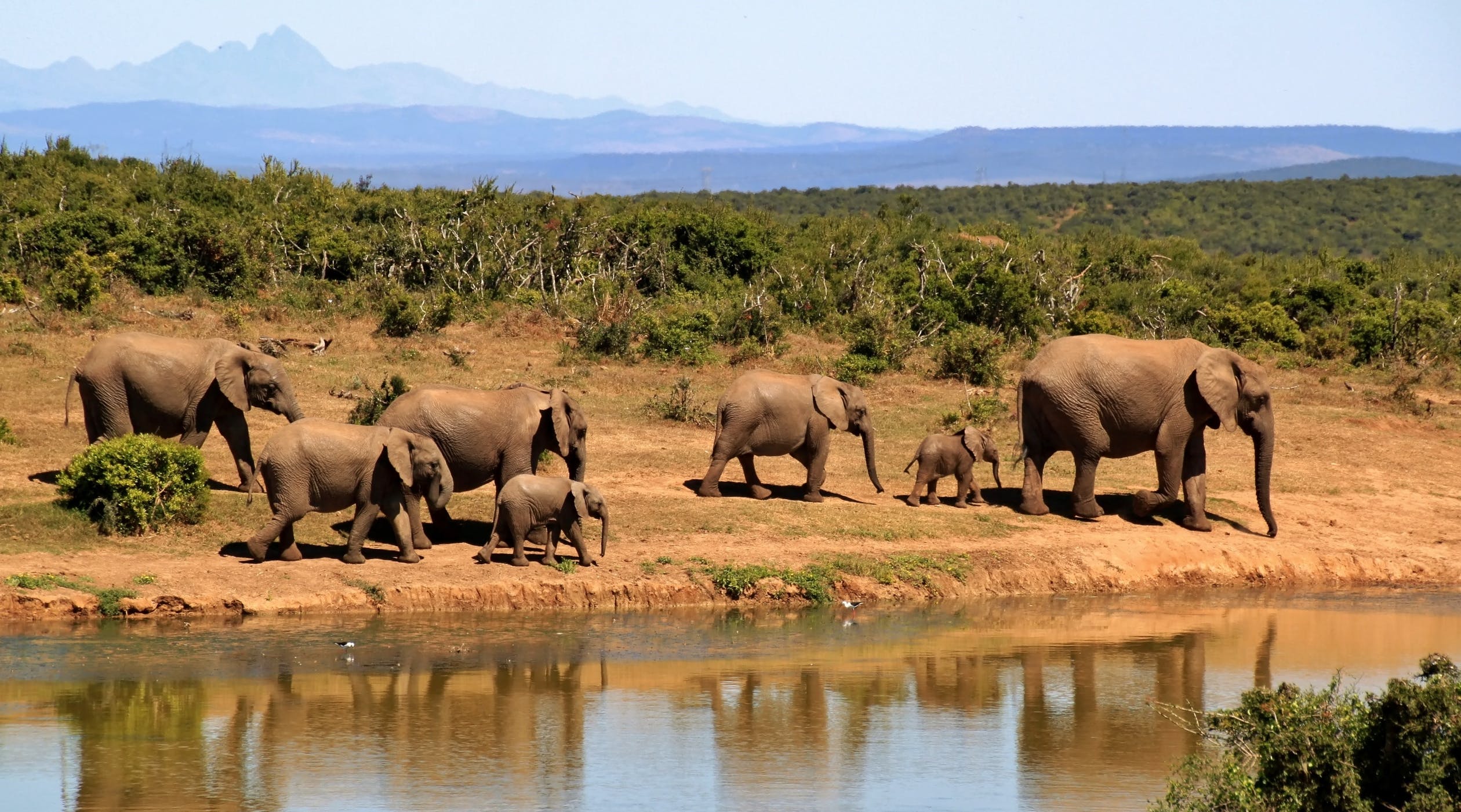 Africa Safaris and Wildlife Cruises up to $2,000 off!