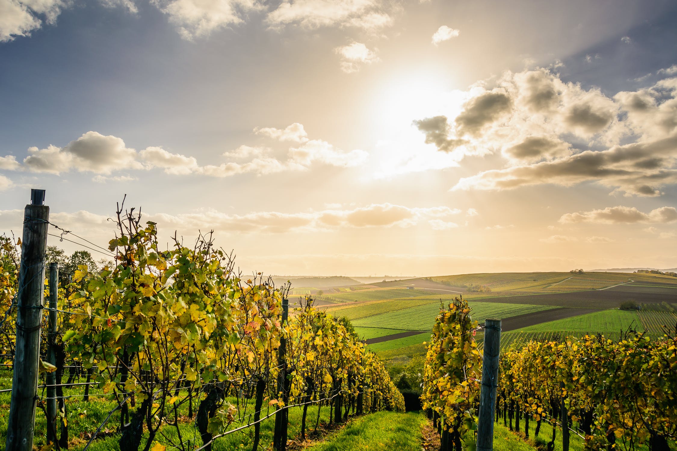 Discover Europe’s winemaking heritage