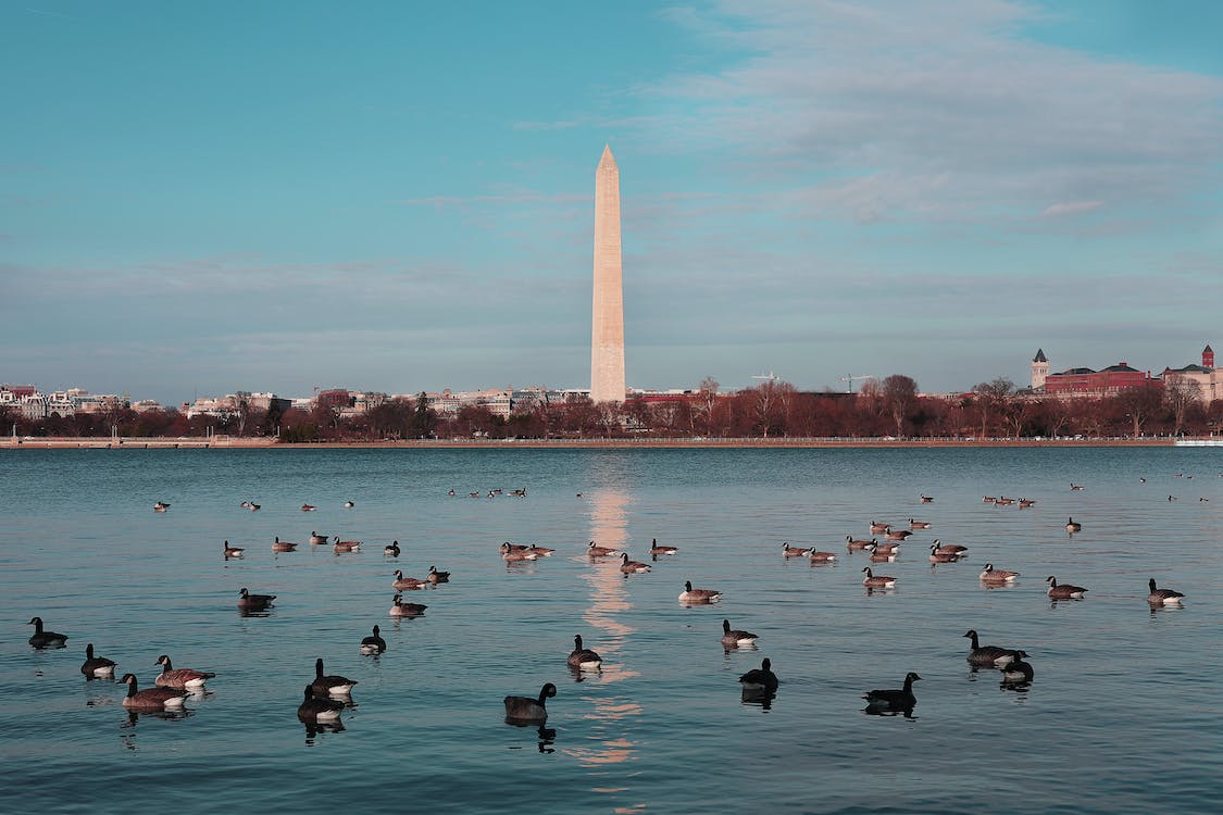 Cruise Chesapeake Bay during Cherry Blossom Season and save up to $1,000!