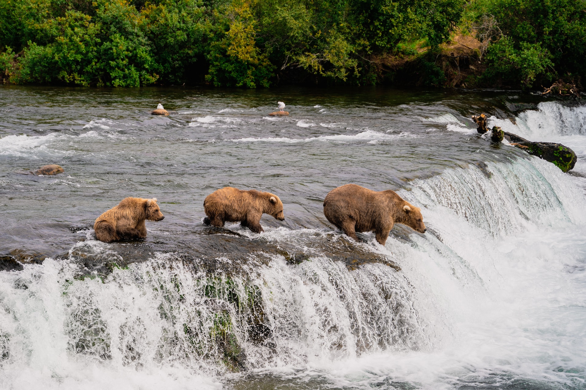 NEW Katmai Alaska Cruisetour!